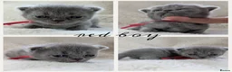 British Shorthair cats for sale: Purebred British Shorthair Kittens - Advert 9
