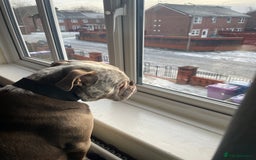 Dorset Olde Tyme Bulldogge dogs for stud: Brock - Image 21