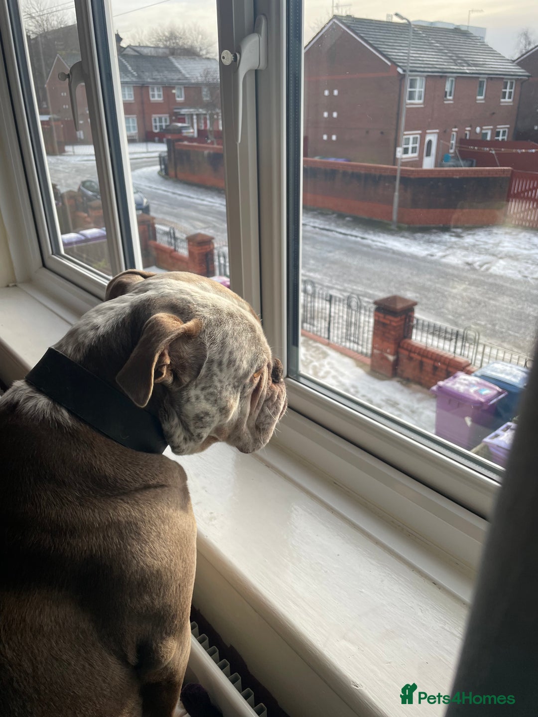 Dorset Olde Tyme Bulldogge dogs for stud: Brock - Image 21