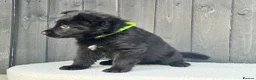 German Shepherd dogs for sale: STUNNING GERMAN SHEPHERD PUPPIES !!!!!!!! in Ilford - Advert 13