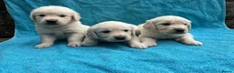 Golden Retriever dogs for sale: KC Reg Health Tested Golden Retriever Pups - Advert 6