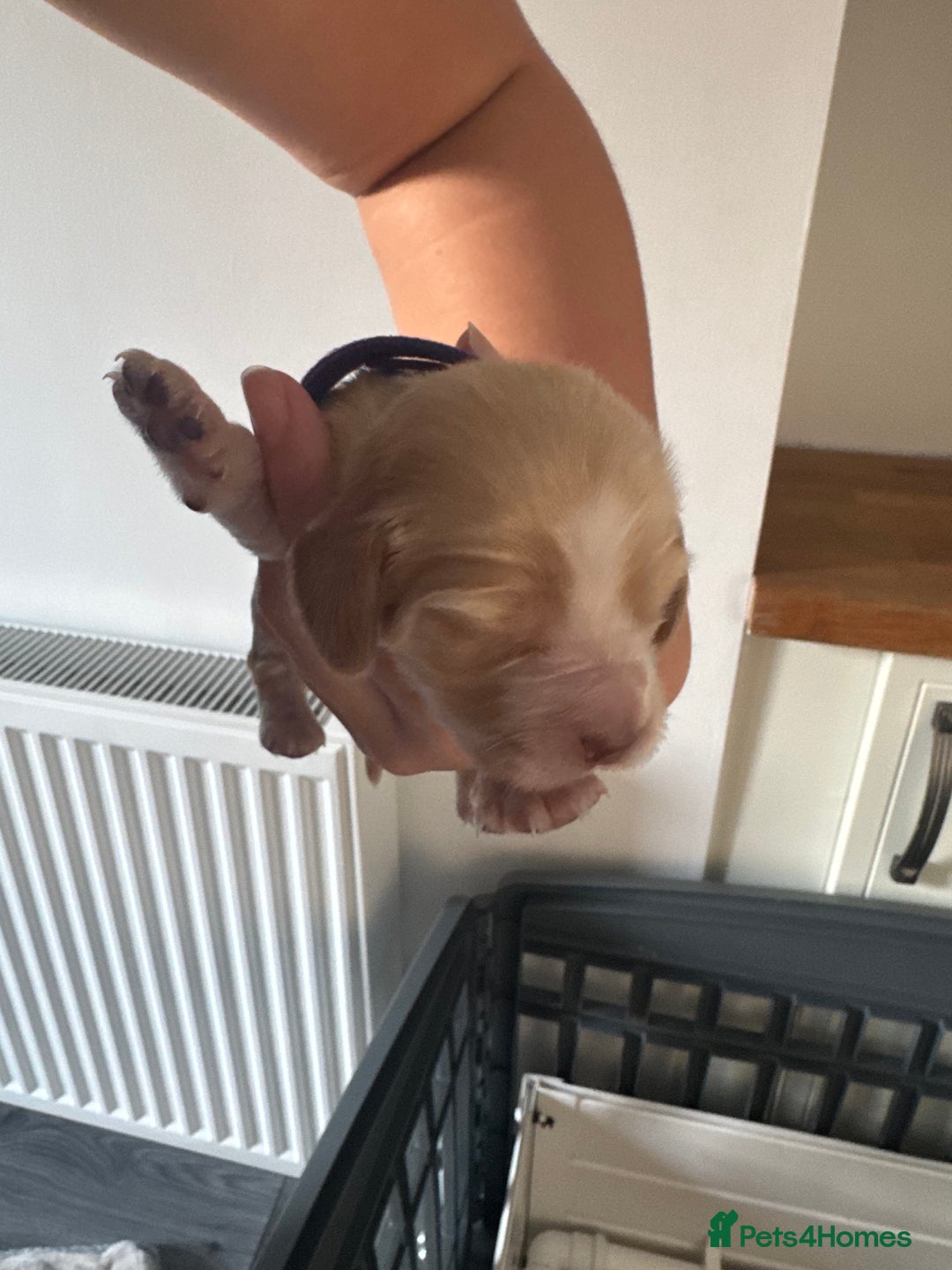 Cocker Spaniel dogs for sale: Stunning KC show cocker spaniels  - Image 13