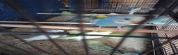 Budgerigars birds for sale: For sale  - Advert 7