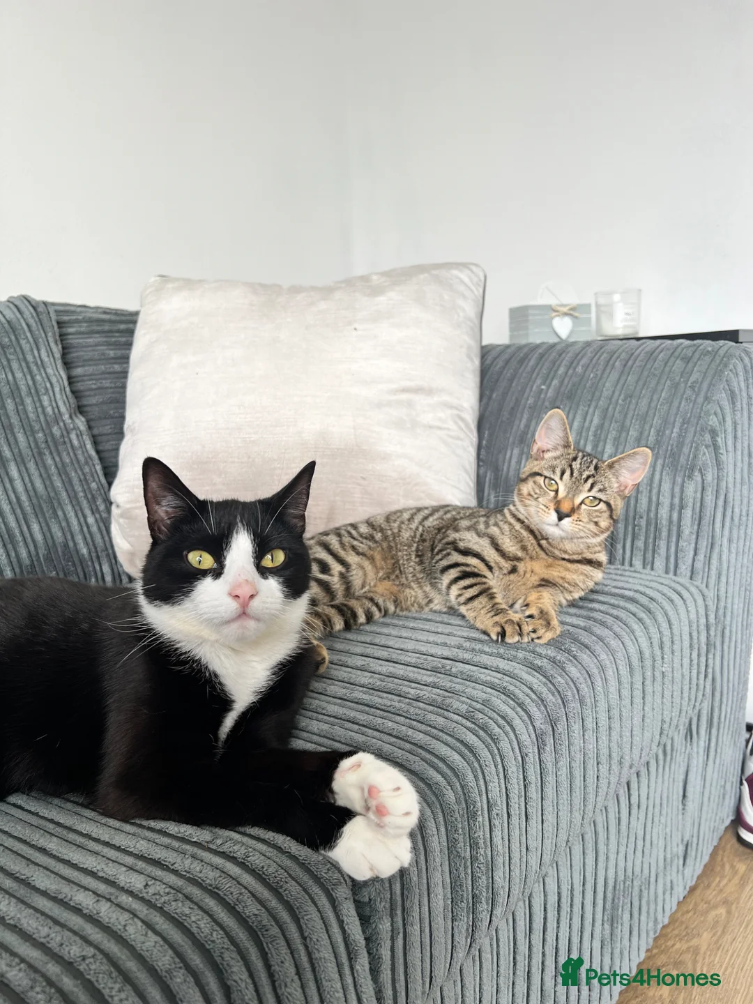 British Shorthair cats for sale: Looking for a loving home for my 2 beautiful cats  in Towcester - Advert 2