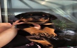 Rottweiler dogs for sale: Superb litter of dual purpose Rottweiler puppies. - Image 10