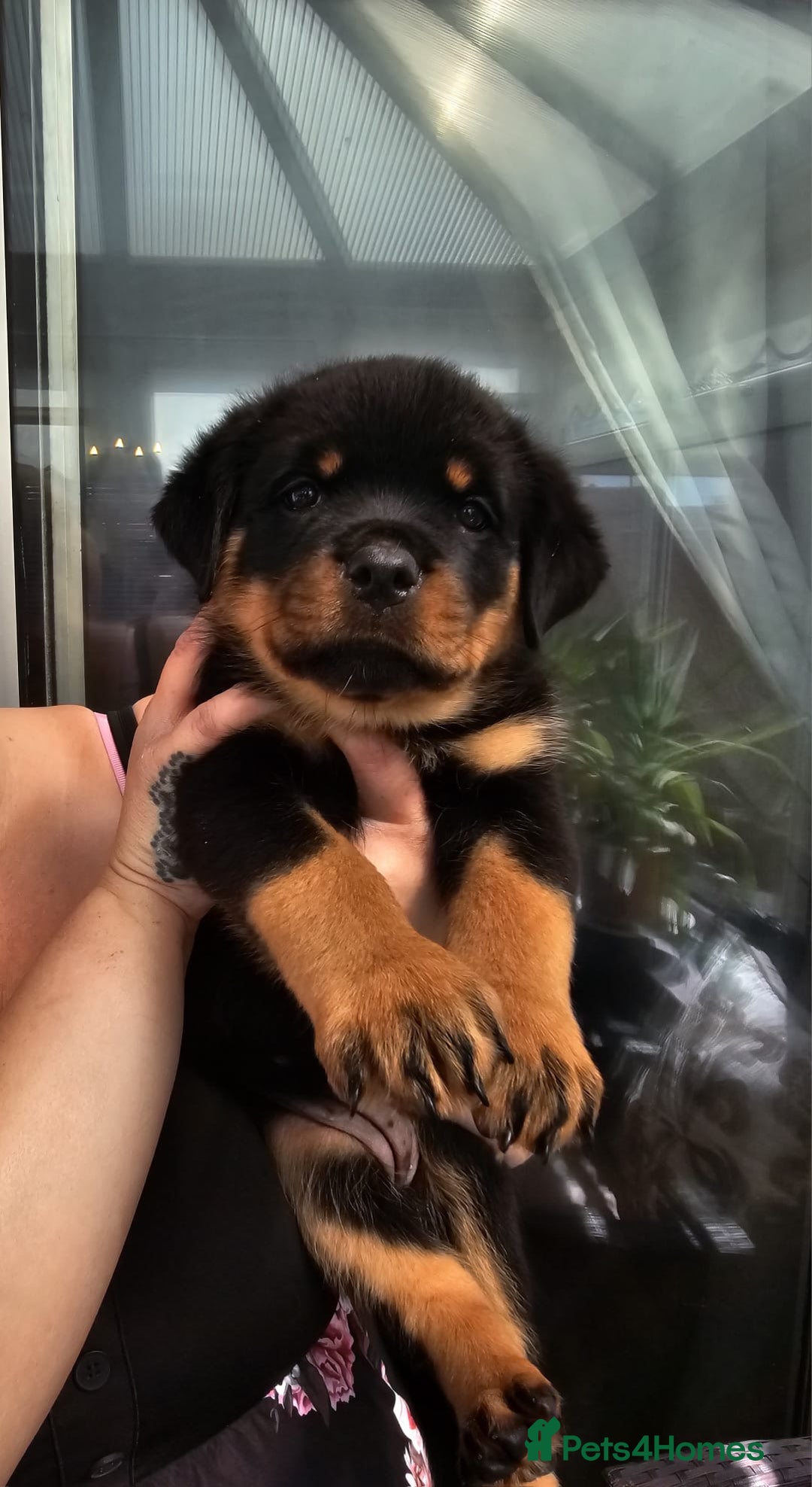 Rottweiler dogs for sale: Superb litter of dual purpose Rottweiler puppies. - Image 10