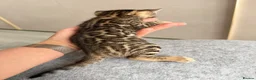 Bengal cats for sale: Beautiful Bengal Kittens Available for Reservation - Advert 7