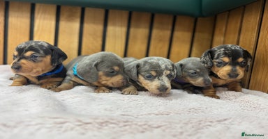 Miniature Dachshund dogs - Advert 3