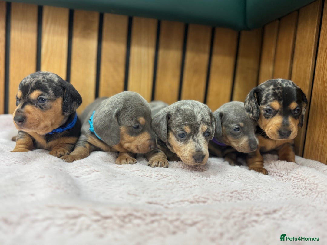 Miniature Dachshund dogs for sale: 5⭐️ Licensed breeder. Kc reg Pra clear - Image 2