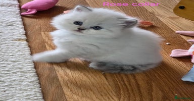 British Shorthair cats - Advert 12