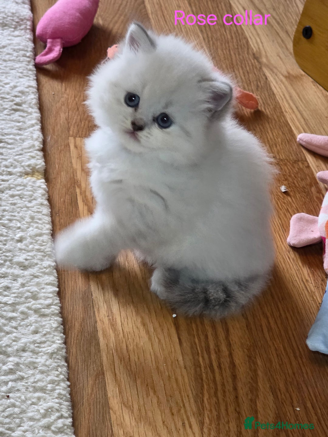 British Shorthair cats for sale: 🐾 4 Adorable British Shorthair Kittens Available! - Image 2