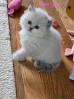 British Shorthair cats - Advert 3