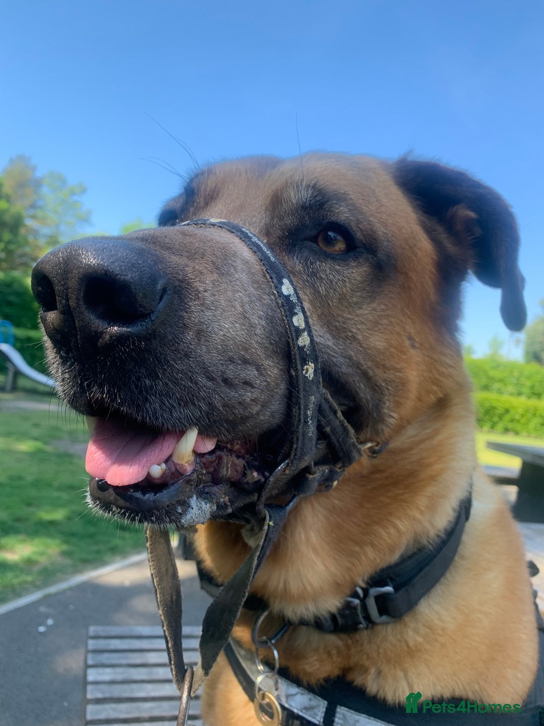 Mixed Breed dogs for stud: Stud  - Advert 4