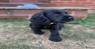 Cocker Spaniel dogs - Advert 5