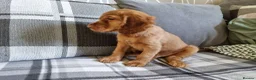 Cocker Spaniel dogs for sale: 🐾 Show Type Cocker Spaniel Boys – 2 Available - Advert 34