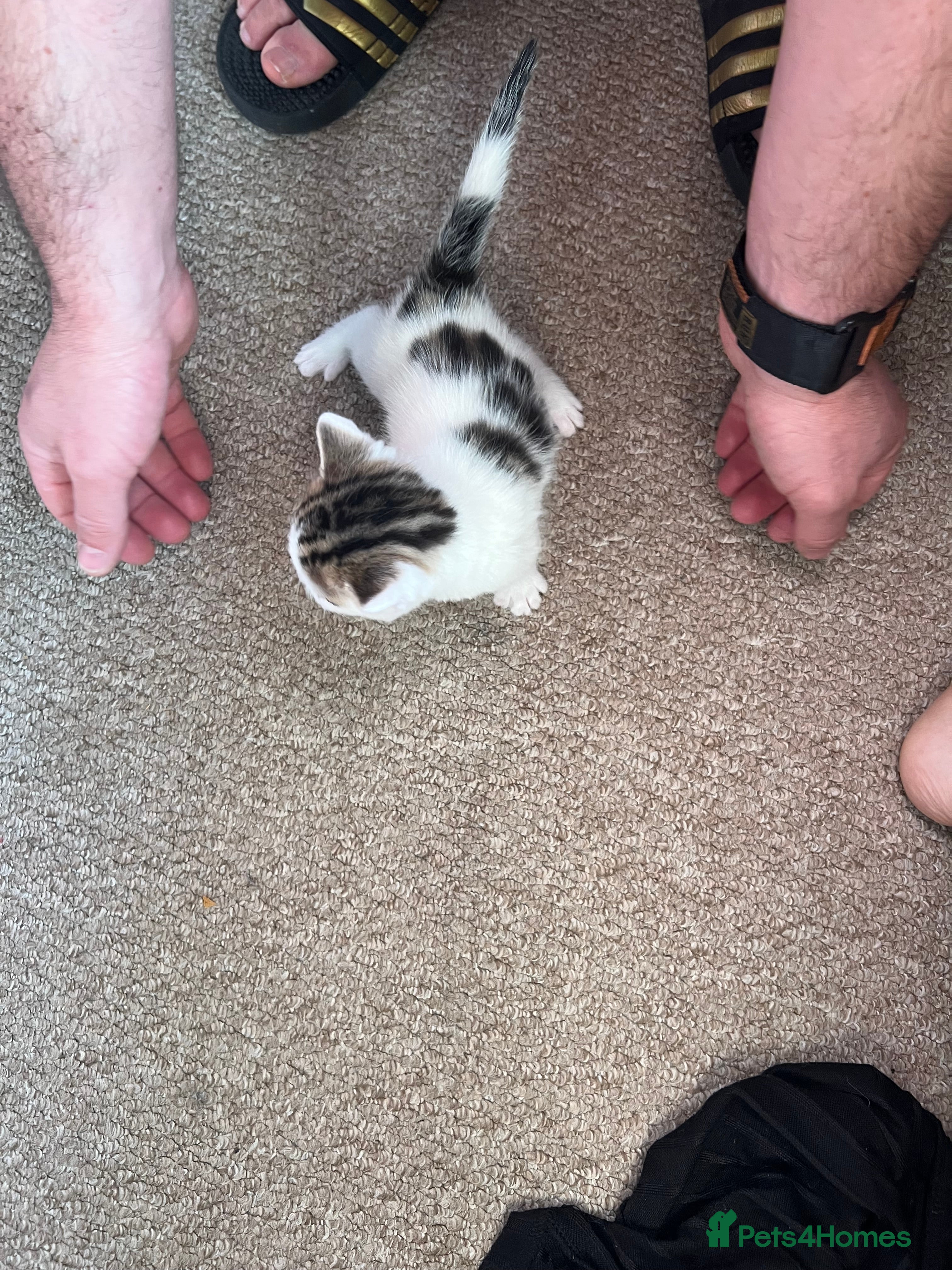 Mixed Breed cats Have 1 boy left for sale - Advert 1