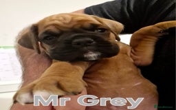 Boxer dogs for sale: Gorgeous Litter of 9 KC Registered Boxer Puppies - Image 34