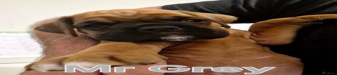Boxer Puppy 3