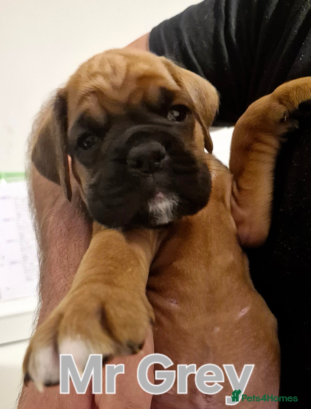 Boxer dogs for sale: Gorgeous Litter of 9 KC Registered Boxer Puppies - Image 34