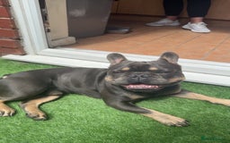French Bulldog dogs for sale: 2 year old male, name is Blue - Image 3