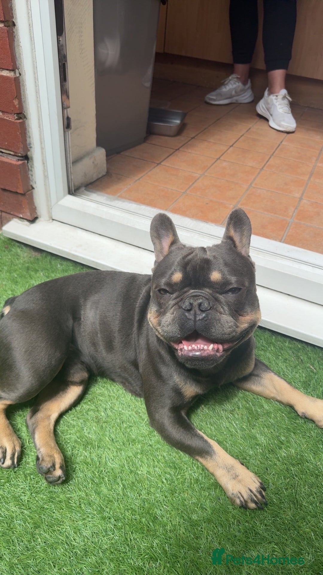 French Bulldog dogs for sale: 2 year old male, name is Blue - Image 3