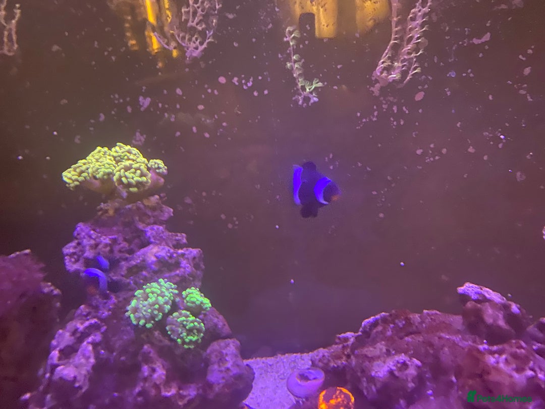 Other/Mixed Breed fish for sale: Marine fish  - Advert 8