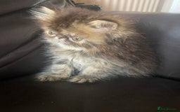 Exotic cats for sale: GCCF REG PKD FREE PEDIGREE EXOTICS - Image 16