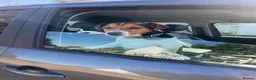 Jack Russell dogs for stud: Jack Russell for stud - Advert 2