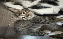 Mixed Breed cats for sale: Beautiful kittens for sale  - Image 8