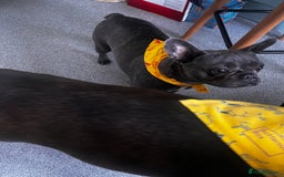 French Bulldog dogs for sale: Frenchie - Image 4