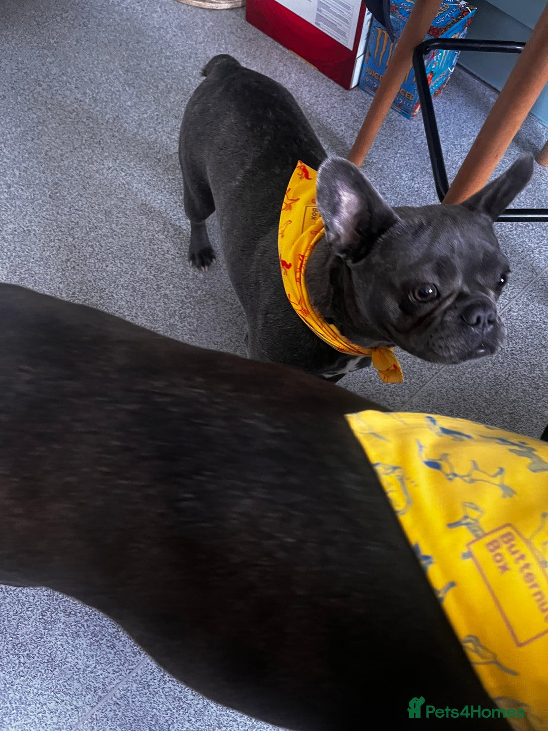 French Bulldog dogs for sale: Frenchie - Image 4