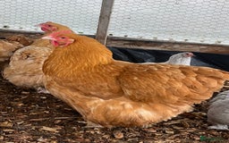 Chickens poultry for sale: Buff Orpington’s hens and cockerel  - Image 4