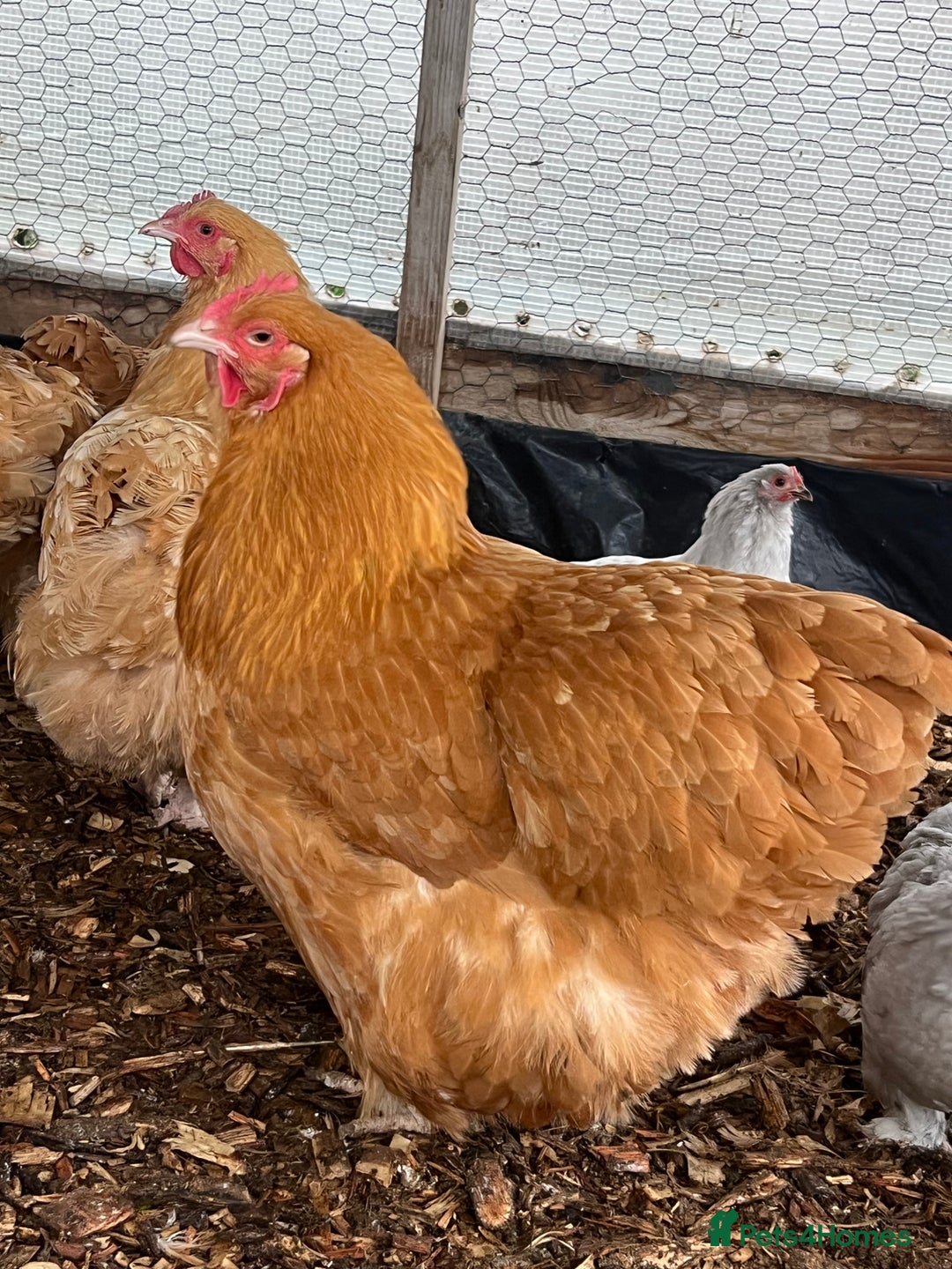 Chickens poultry for sale: Buff Orpington’s hens and cockerel  - Image 4