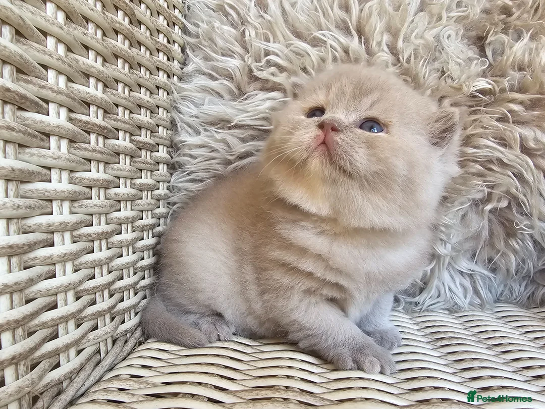 British Shorthair cats for sale: British Shorthair Champion Lines Kittens  - Advert 2