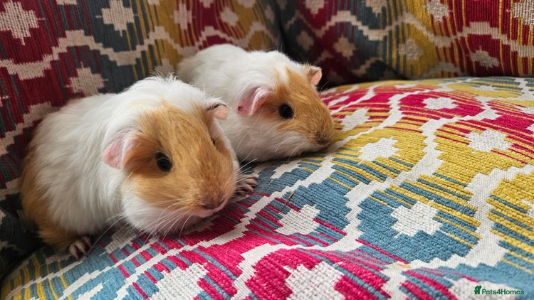 Guinea Pig rodents - Advert 1