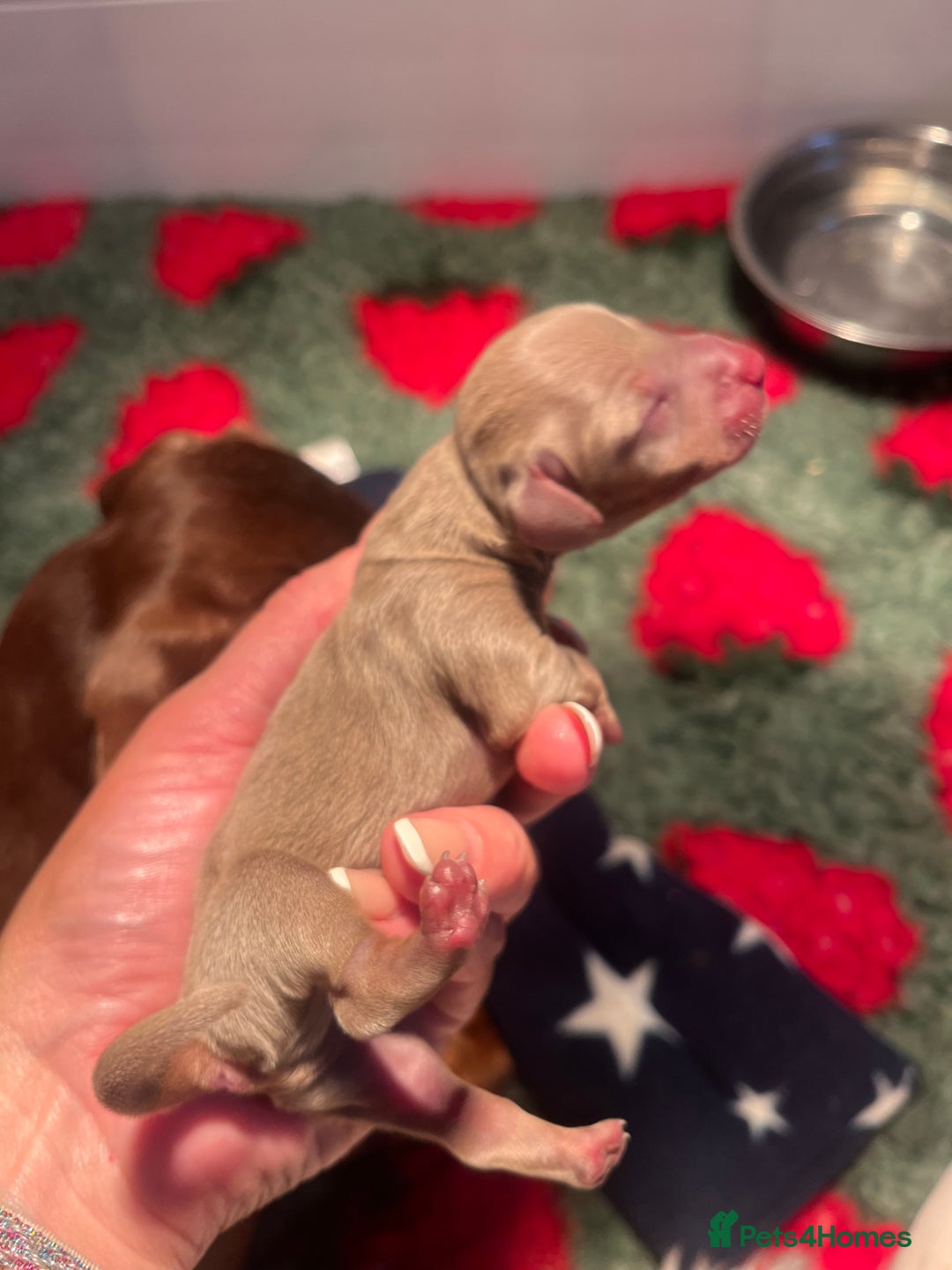 Miniature Dachshund dogs for sale: Isabella dapple KC stunning healthy dachshund  - Image 10