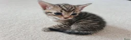 Mixed Breed cats for sale: 5 Heart-Melting Baby Kittens Ready for Love! - Advert 14