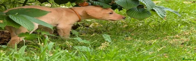 Labrador Retriever 5
