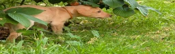 Labrador Retriever dogs for sale: Golden Yellow Lab pups in York - Advert 8