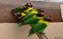 Lovebirds birds for sale: LOVEBIRD - Image 10