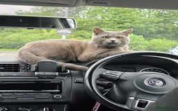 British Shorthair cats for stud: Meet the King of Cuddles in Barking - Image 6