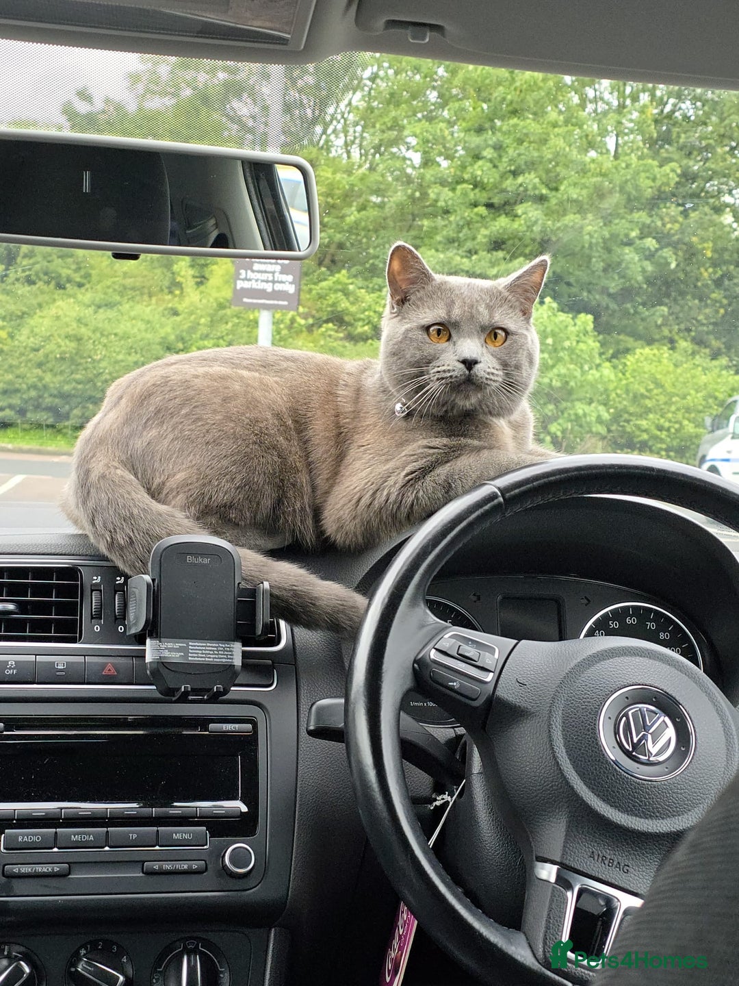 British Shorthair cats for stud: Meet the King of Cuddles in Barking - Image 6