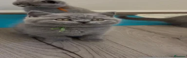British Shorthair 6