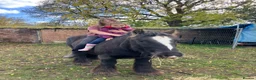 Irish Cob horses for sale: Traditional cob gelding  in Leamington Spa - Advert 4