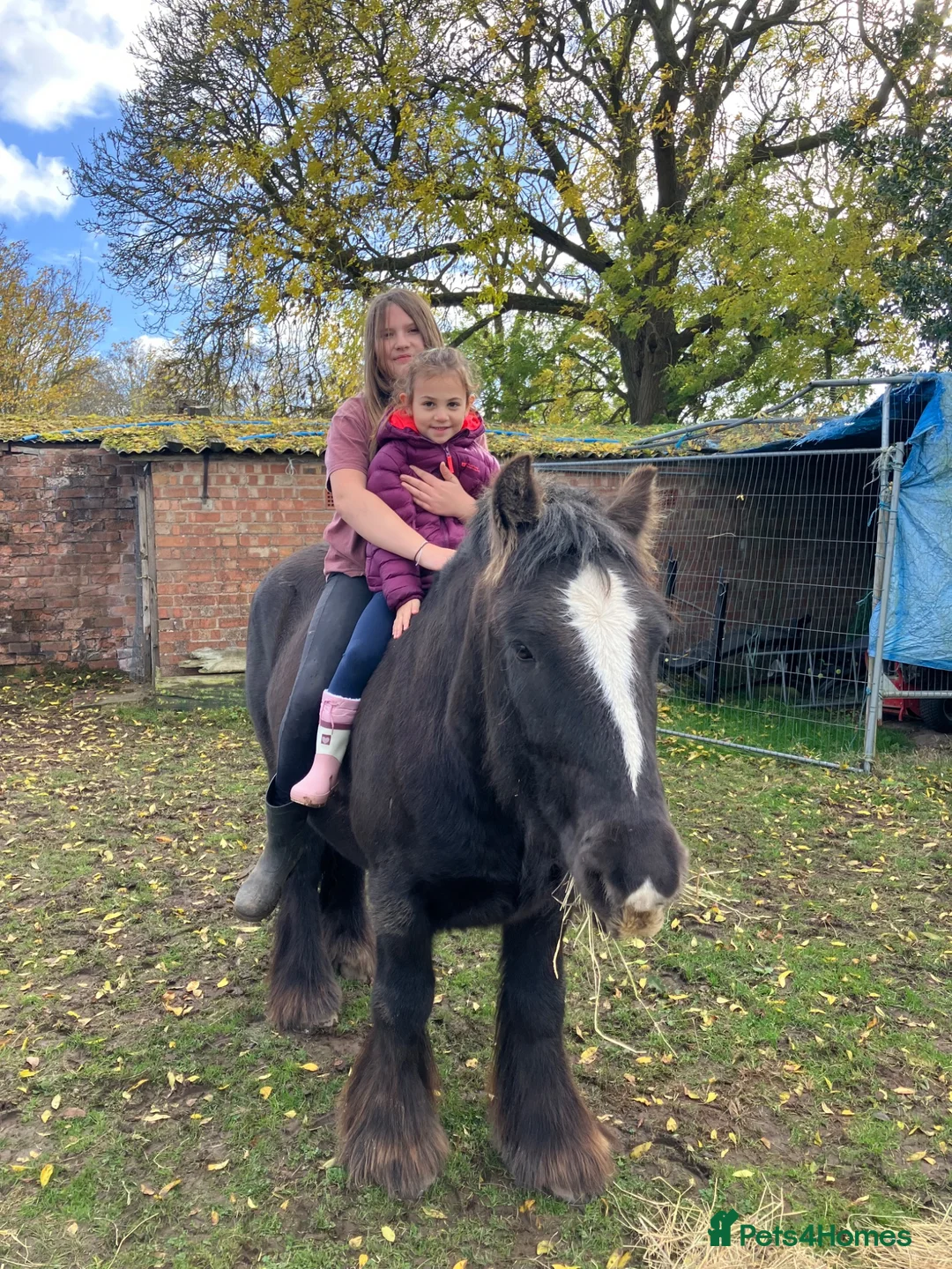 Irish Cob horses for sale: Traditional cob gelding  in Leamington Spa - Advert 4