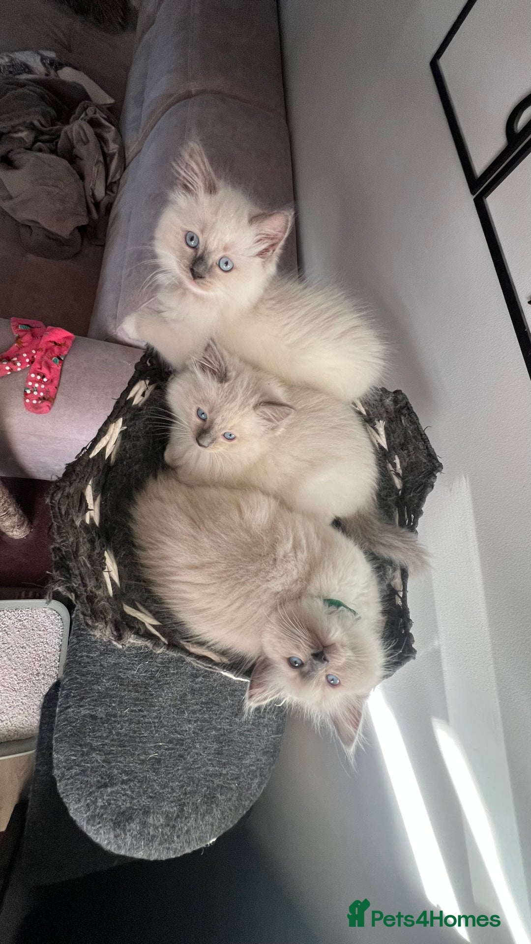 Ragdoll cats for sale: 3 Ragdoll kittens  - Advert 10