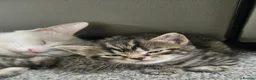 Mixed Breed cats for sale: Beautiful Kittens  in Swadlincote - Advert 9