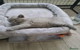 British Shorthair cats for sale: *LAST KITTEN READY NOW STUNNING BLUE BOY* - Image 7