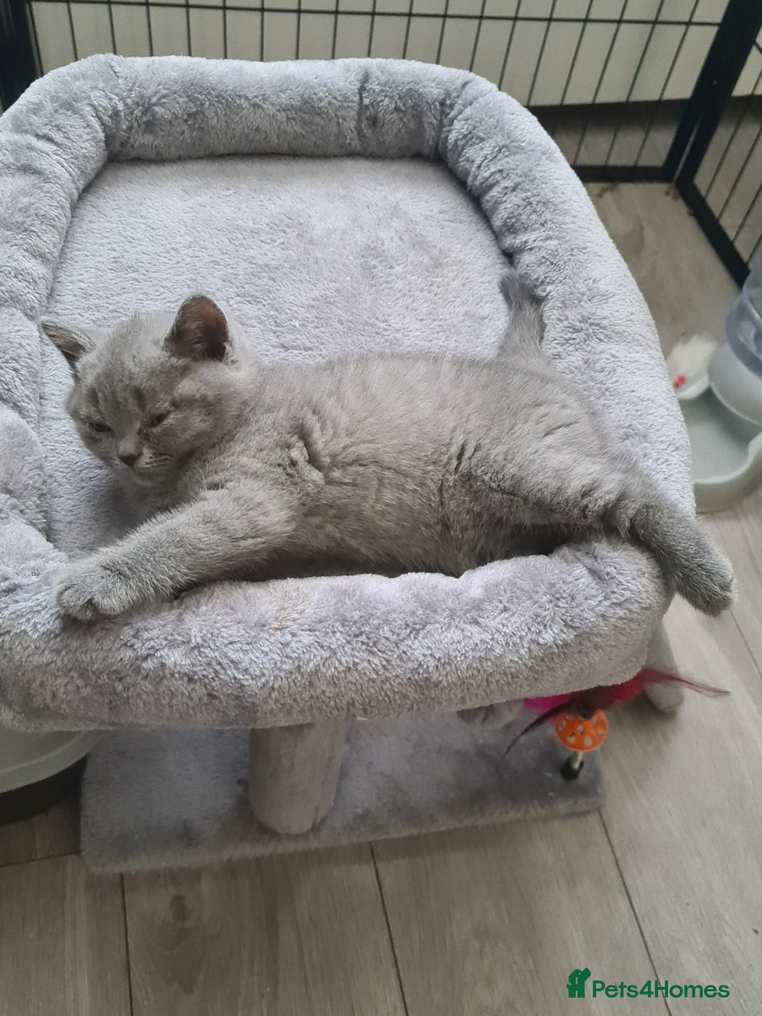British Shorthair cats for sale: *LAST KITTEN READY NOW STUNNING BLUE BOY* - Image 7