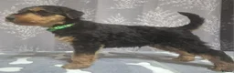 Airedale Terrier dogs for sale: Gorgeous Airedale Litter! - Advert 22